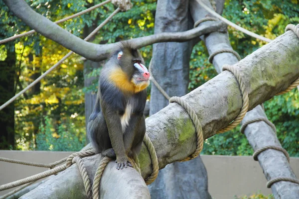 Grand Mandrill Alpha Mâle Assis Sur Arbre Dans Enceinte Extérieure — Photo