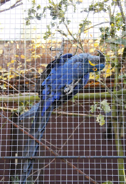 在笼子的铁栏上攀爬的风信子金刚鹦鹉 — 图库照片