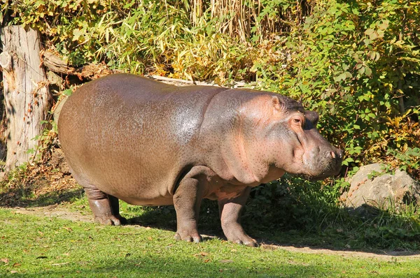 Velký Tlustý Hroch Přírodě Enclosue Zoo — Stock fotografie