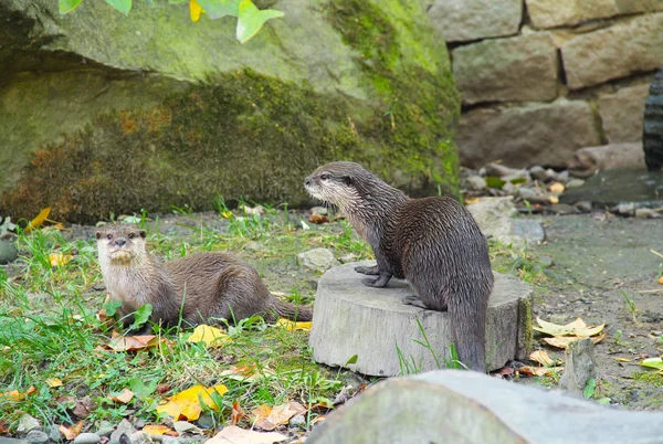 two cute Eurasian river otters (Lutra lutra) in autumn