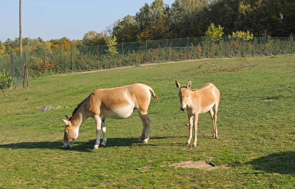 Asiatic Wild Ass Onager Equus Hemionus Youngster Its Mother Zoo — Stock Photo, Image