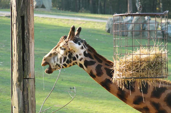 Portrét Žirafa Jíst Některé Hej Slinění Zoo — Stock fotografie