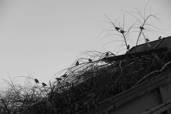 Flock Many Sparrows Twigs Black White Tones — Stock Photo, Image