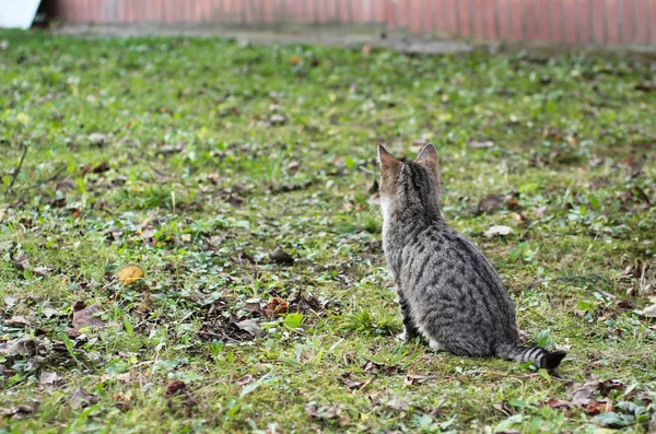 可爱的灰色小猫坐在和看着远离相机在秋天 — 图库照片