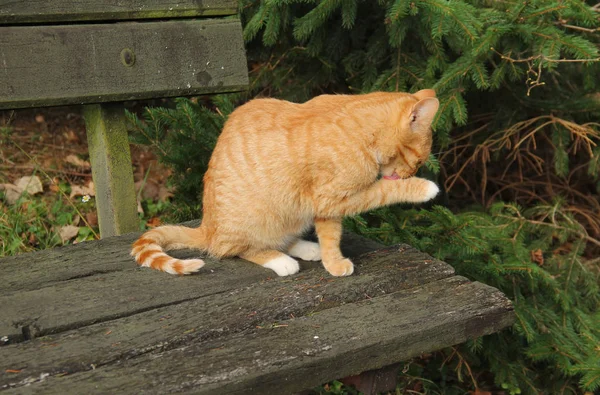 生姜小猫坐在长凳上 清洗自己 — 图库照片