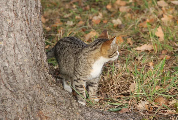 Gatinho Cinza Bonito Árvore Olhando Para Longe Câmera — Fotografia de Stock