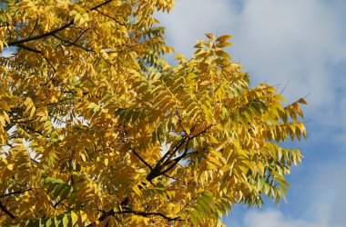 branches of a common ash tree with bright yellow leaves in autumn clipart