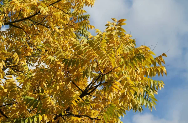 Äste Einer Esche Mit Leuchtend Gelben Blättern Herbst — Stockfoto