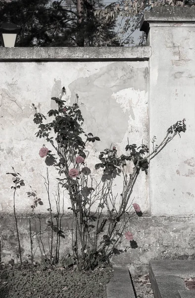 Beautiful Melancholic Desaturated Photo Blooming Roses Growing Old Chipped Wall — Stock Photo, Image