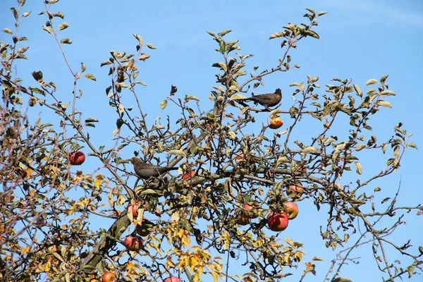 Dwa Kosy Turdus Merula Jedzenie Jabłek Jabłoni Jesienią — Zdjęcie stockowe