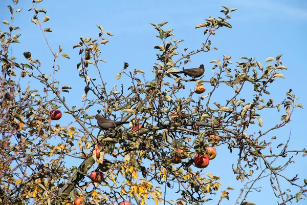 Dois Melros Turdus Merula Comendo Maçãs Macieira Outono — Fotografia de Stock