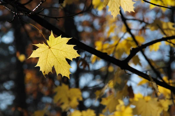 Один Яскраво Жовтий Лист Кленового Дерева Просвітлений Світлом Сонячний Осінній — стокове фото