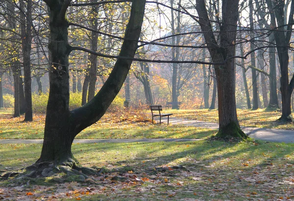 Ławki Parku Drzew Kolorowych Liści Melancholijny Jesienny Poranek — Zdjęcie stockowe