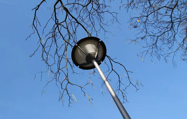 Lâmpada Rua Ramos Nus Das Árvores Parque Céu Azul — Fotografia de Stock