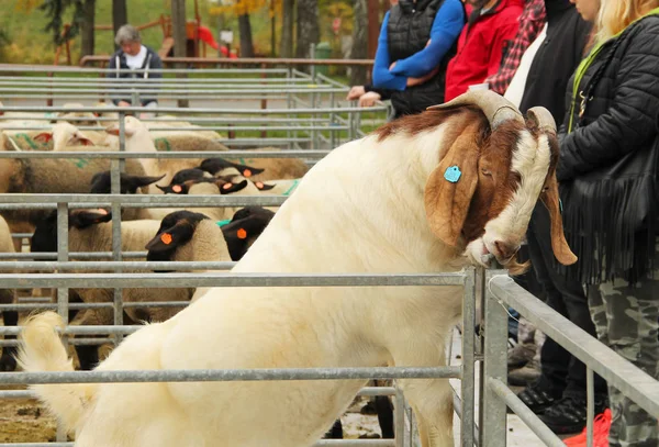 Clever Male Boer Goat Trying Open Its Enclosure Its Mouth — Stock Photo, Image