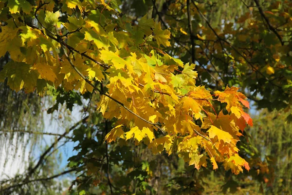 Branches Maple Tree Bright Yellow Leaves Autumn Stock Image