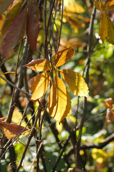 Желтый Лист Древесины Освещаемый Солнцем Осенью — стоковое фото