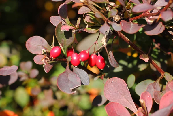 Close Photo Some Red Berries Japanese Barberry Berberis Thunbergii Cultivar — Stock Photo, Image