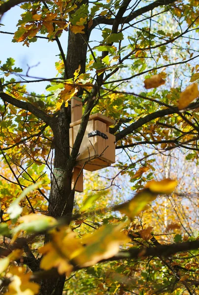 秋天树上有绿色和黄色叶子的木制筑巢箱 — 图库照片