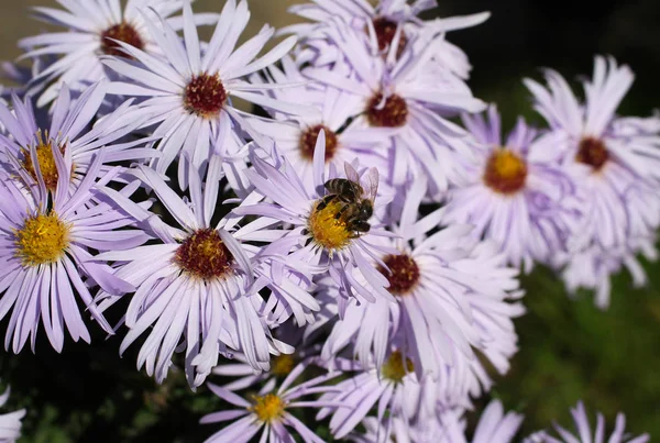 Photo Rapprochée Une Abeille Nourrissant Fleurs Aster Violet — Photo