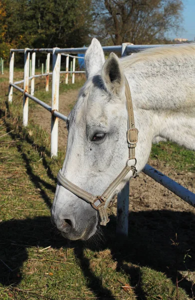 Portrait Nice White Horse Outdoor Enclosure — Stock Photo, Image