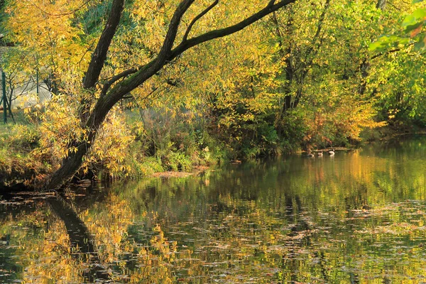 Bunte Bäume Mit Goldenen Blättern Die Ufer Eines Teiches Wachsen — Stockfoto