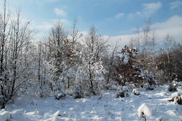 Einige Bäume Der Natur Winter Mit Schnee Bedeckt — Stockfoto