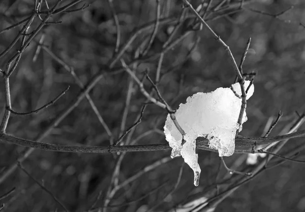 Foto Preto Branco Pedaço Neve Preso Galho Inverno — Fotografia de Stock