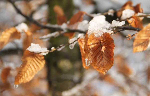 山毛榉树的分支与烧焦的叶子和雪片断在冬天 — 图库照片
