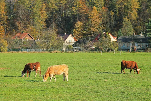 Foto Editorial Algunas Vacas Pastando Pasto Cerca Del Pueblo Prazmo — Foto de Stock