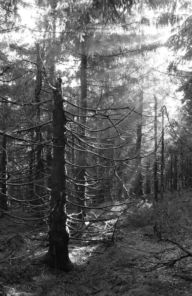 Schwarz Weiß Foto Von Sonnenstrahlen Die Den Dunklen Unheimlichen Fichtenwald — Stockfoto