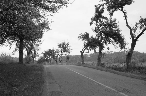 Road Leading Old Avenue Apple Trees Crooked Branches Black White — Stock Photo, Image