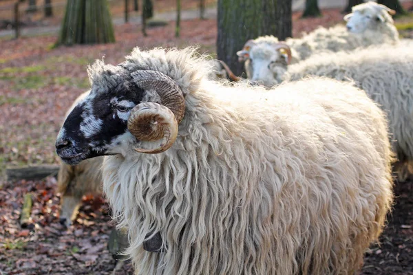 Desgrenhado Macho Ovelhas Com Chifres Tortos — Fotografia de Stock