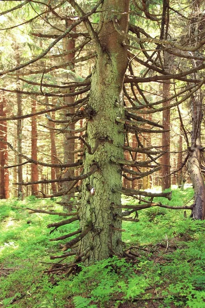 Kofferbak Van Een Oude Vuren Boom Met Gebroken Takken — Stockfoto