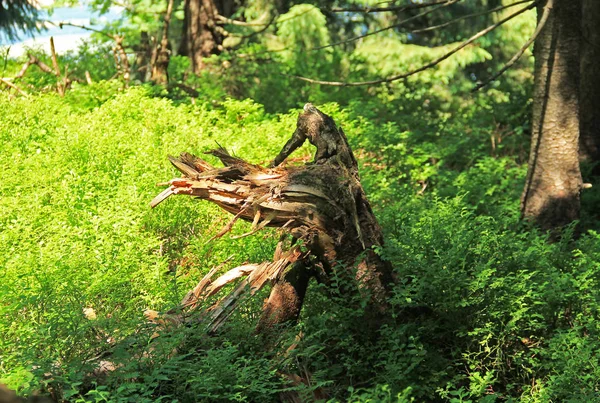 Στραβό Απομεινάρι Της Νεκρό Δέντρο Θάμνους Πράσινο Μύρτιλο Beskydy Βουνά — Φωτογραφία Αρχείου