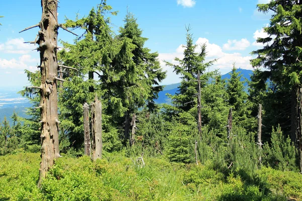 Reste Abgestorbener Bäume Inmitten Der Grünen Bäume Wald Auf Dem — Stockfoto