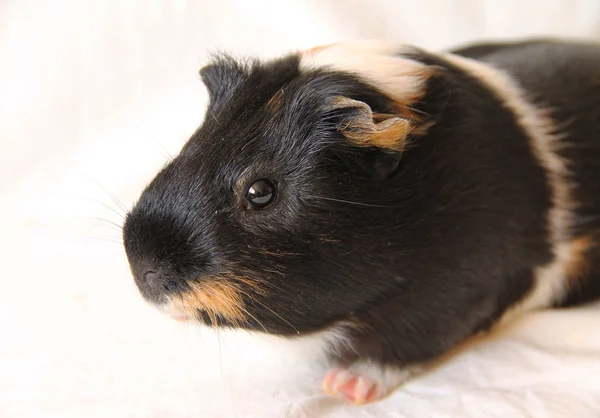 Portret Van Tricolor Cavia Witte Deken Sluiten — Stockfoto