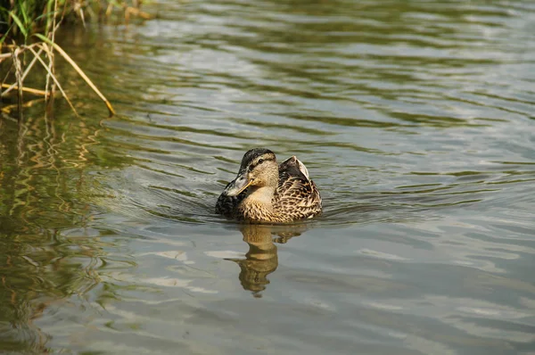 Canard Colvert Anas Platyrhynchos Nageant Dans Eau — Photo