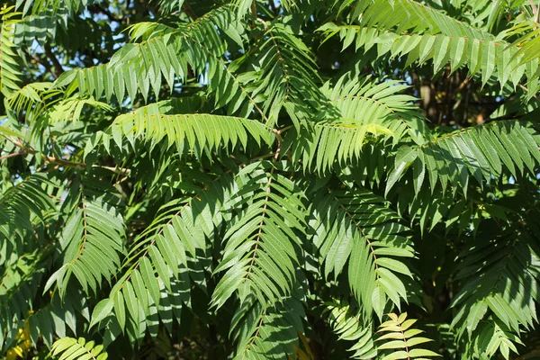 Green Leaves Staghorn Sumac Rhus Typhina — Stock Photo, Image