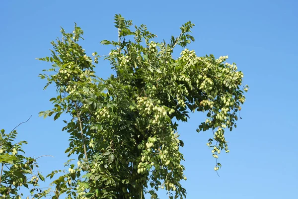 Lúpulo Común Humulus Lupulus Que Crece Las Ramas Árbol —  Fotos de Stock
