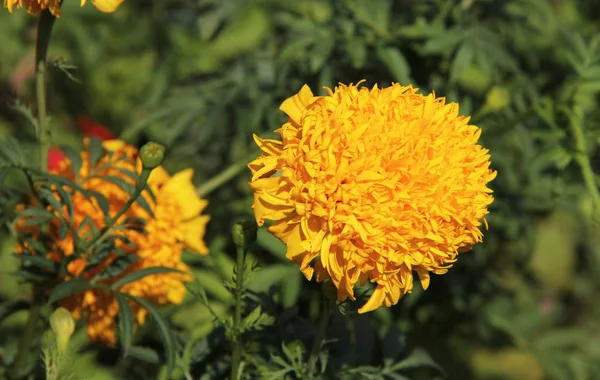 Fényes Sárga Virág Kertben Virágzó — Stock Fotó