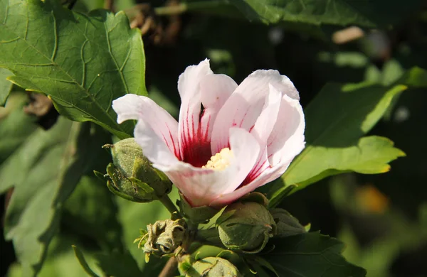 ハイビスカスの光ピンクの花の写真を閉じる — ストック写真