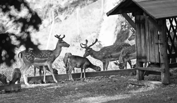 Foto Blanco Negro Manada Muflones Ciervos Barbecho Con Piel Moteada —  Fotos de Stock