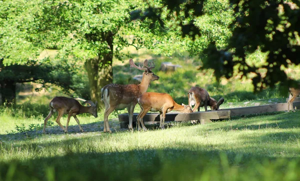 Állomány Muflon Dámvad Férfi Foltos Szőr Deer Park Nyáron Hukvaldy — Stock Fotó