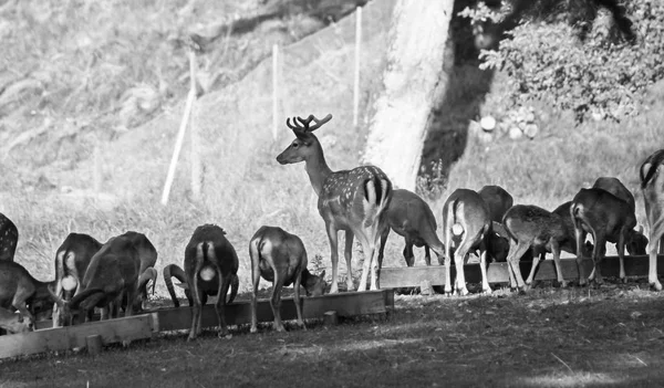 Fekete Fehér Fotó Állomány Muflon Dámvad Foltos Szőr Deer Park — Stock Fotó