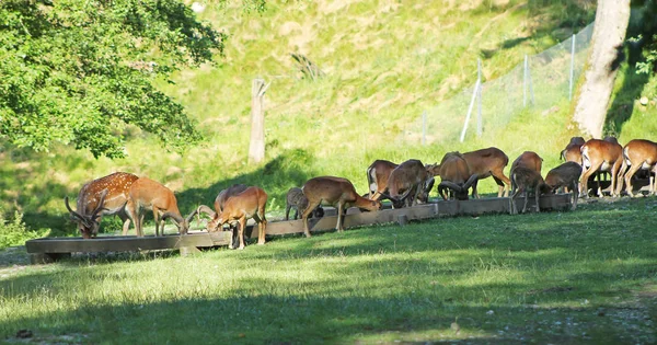 Besättningen Mufflon Och Dovhjort Med Fläckig Päls Deer Park Sommaren — Stockfoto