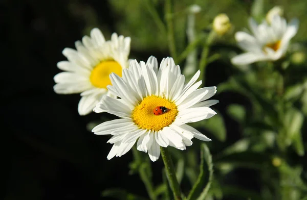 Nahaufnahme Eines Marienkäfers Der Sich Von Der Weißen Blüte Des — Stockfoto