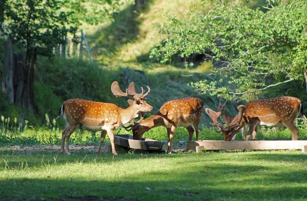 Flera Dovhjort Hanar Med Fläckig Päls Deer Park Sommaren Hukvaldy — Stockfoto