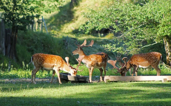 Flera Dovhjort Hanar Med Fläckig Päls Deer Park Sommaren Hukvaldy — Stockfoto