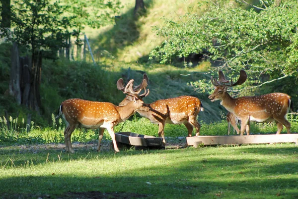 Flera Dovhjort Hanar Med Fläckig Päls Deer Park Sommaren Hukvaldy — Stockfoto